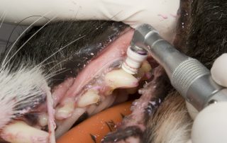 Pet Dental Cleaning