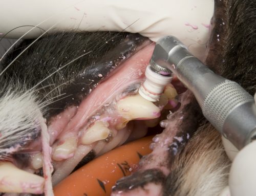 How Often Does Your Pet Need a Professional Dental Cleaning?