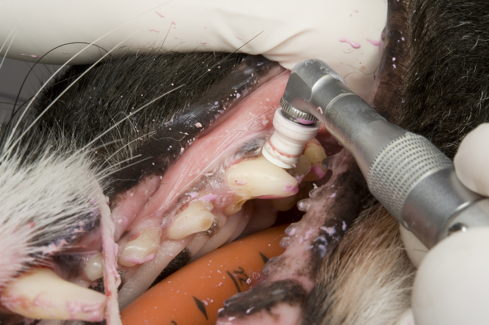 Pet Dental Cleaning