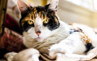 CDS diagnosis in pets