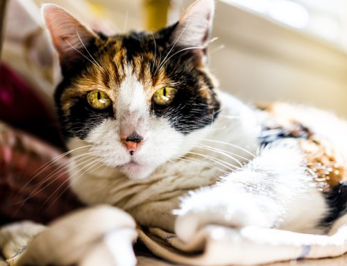 Remember Me? Cognitive Dysfunction in Senior Pets