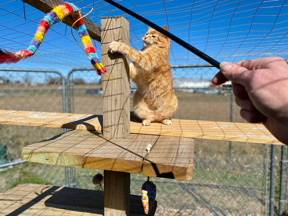 Boarding Your Pet Like a Pro