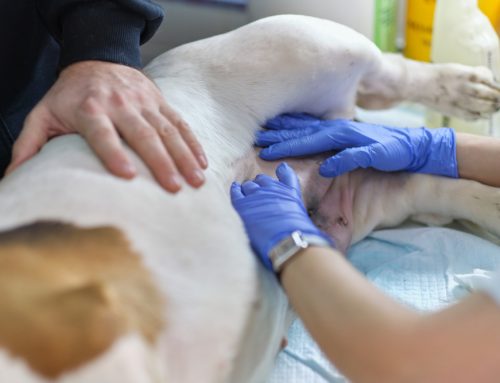 What Pet Owners Should Know About Pyometra