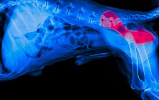 Hip Dysplasia in Dogs