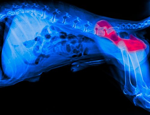 A Dog Owner’s Guide to Hip Dysplasia
