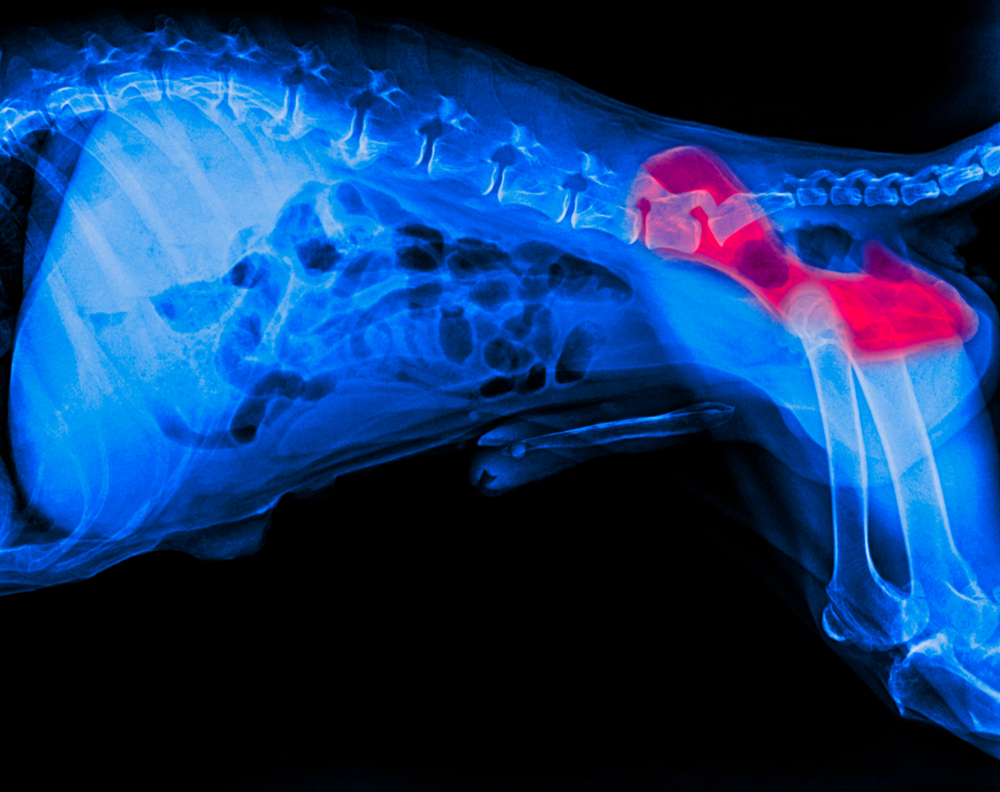 Hip Dysplasia in Dogs