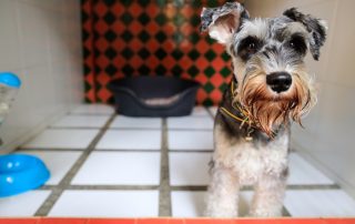 Boarding Your Pet Like a Pro