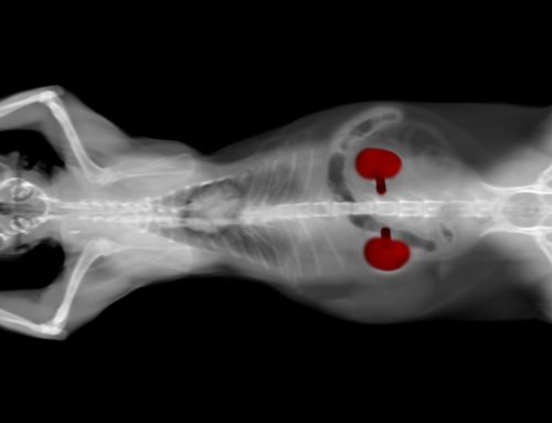 5 Reasons SDMA Screening for Chronic Kidney Disease is Important for Your Pet