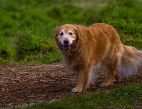The Art of Aging Well: How to Support Your Senior Pet