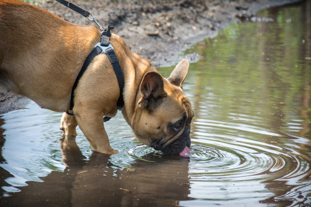 Canine Leptospirosis