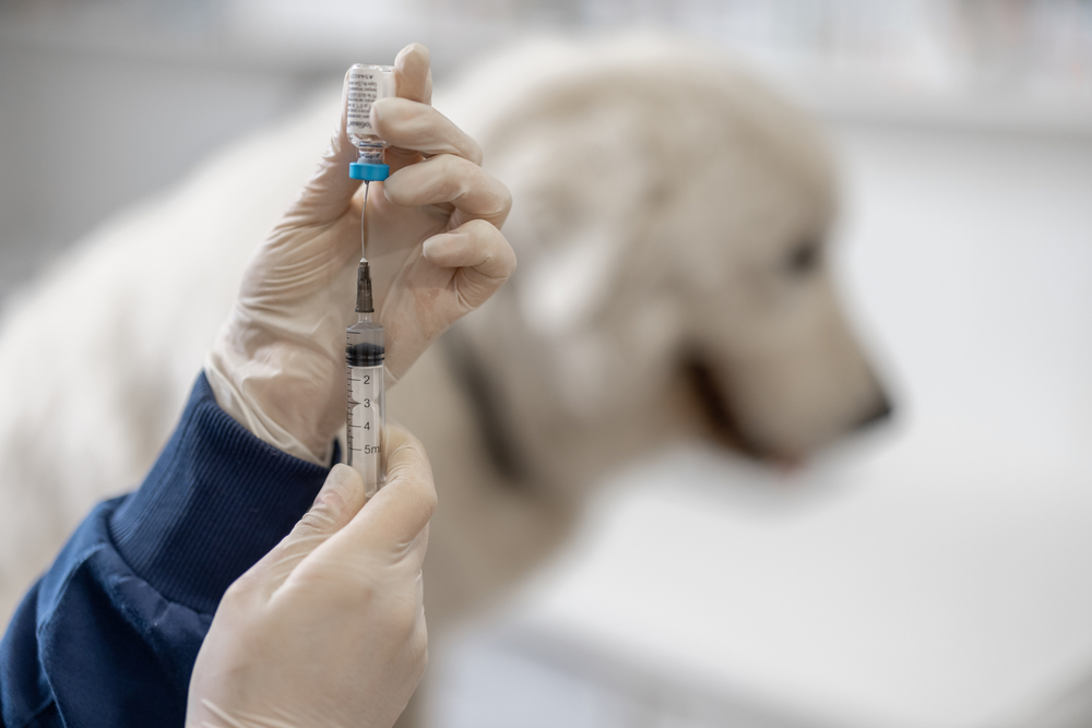 Canine Leptospirosis