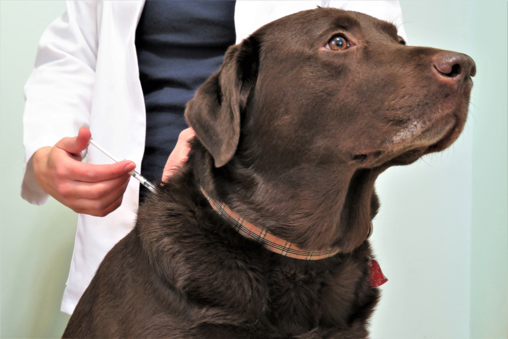 Canine Vaccinations