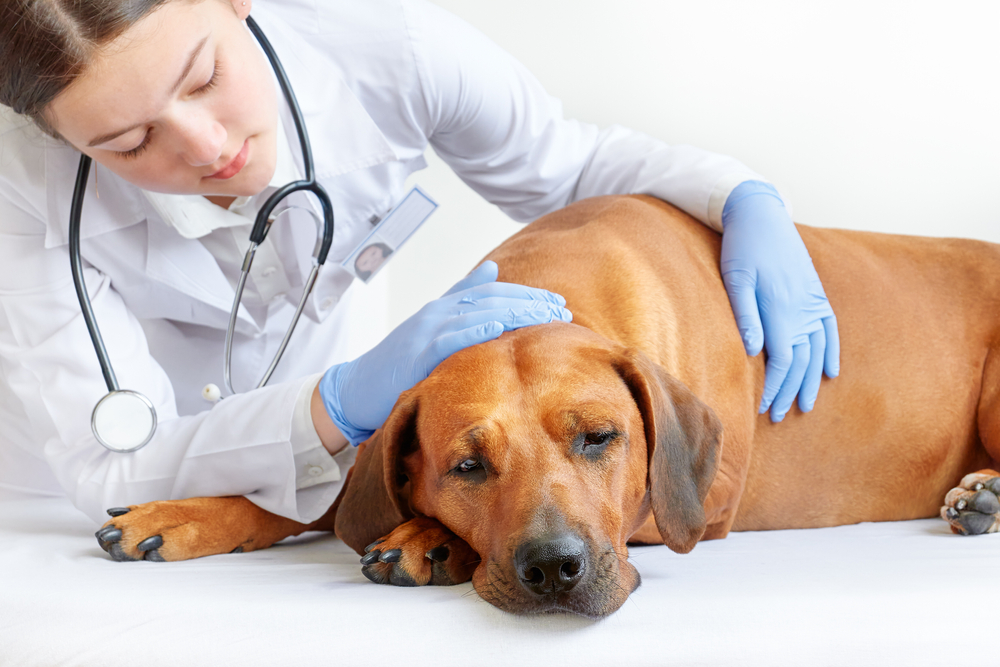 Canine Vaccinations