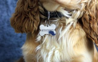 Microchipping Benefits