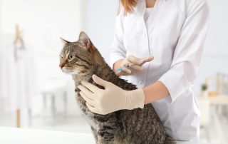 Feline Vaccinations