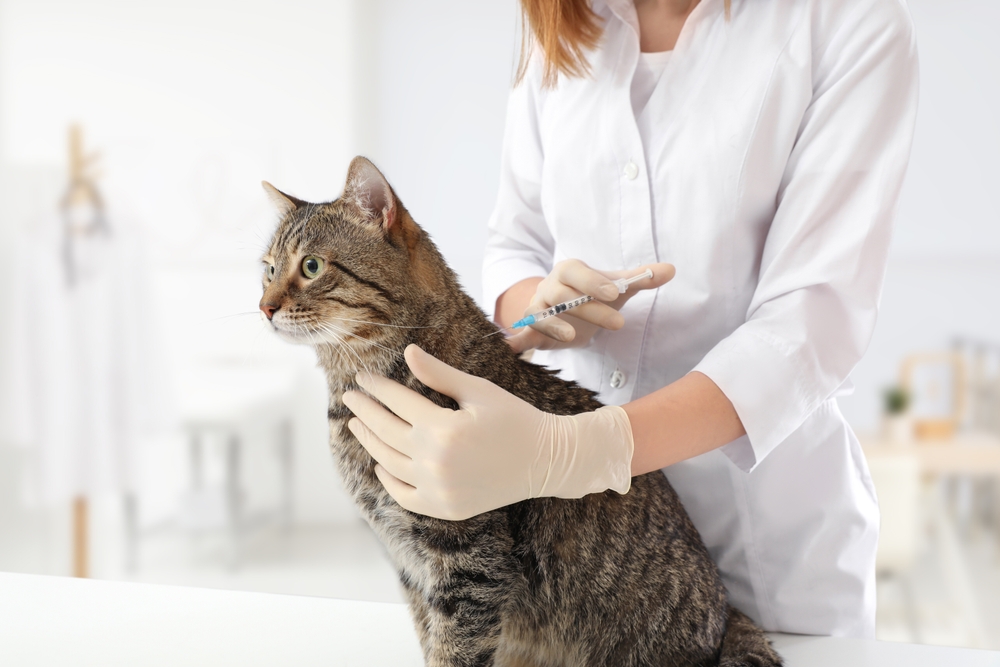 Feline Vaccinations