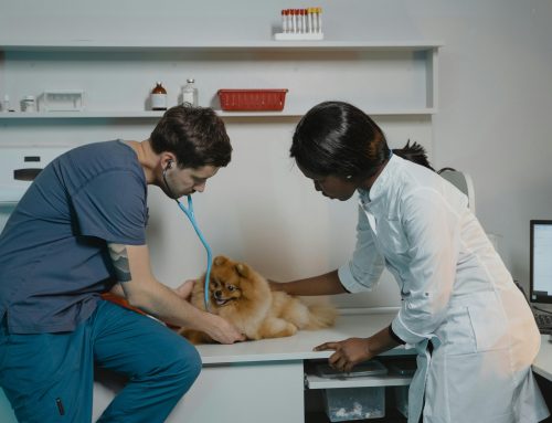 Maximizing Your Externship Experience: A Guide for Veterinary Students