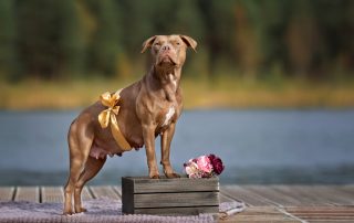 caring your pregnant cat or dog