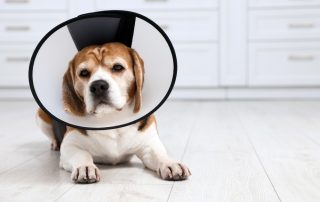 Spaying & Neutering Your Pet