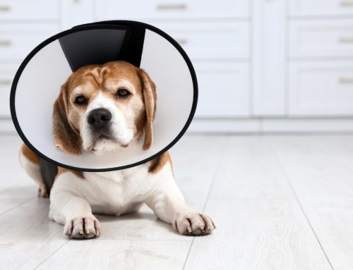 Spaying & Neutering Your Pet: Healthier Pets & Happier Homes in Oakdale