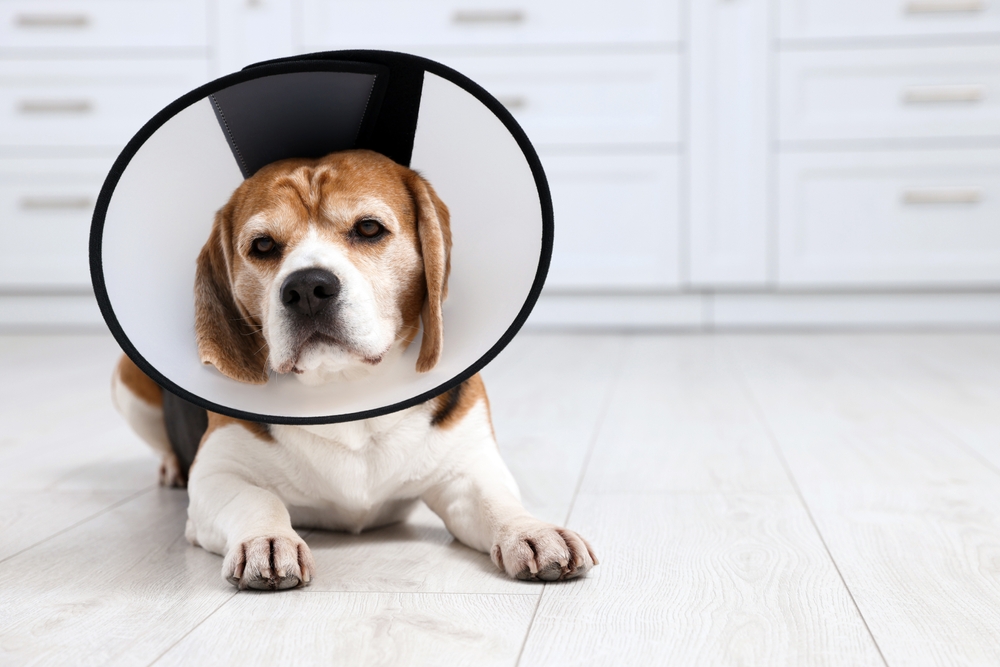Spaying & Neutering Your Pet