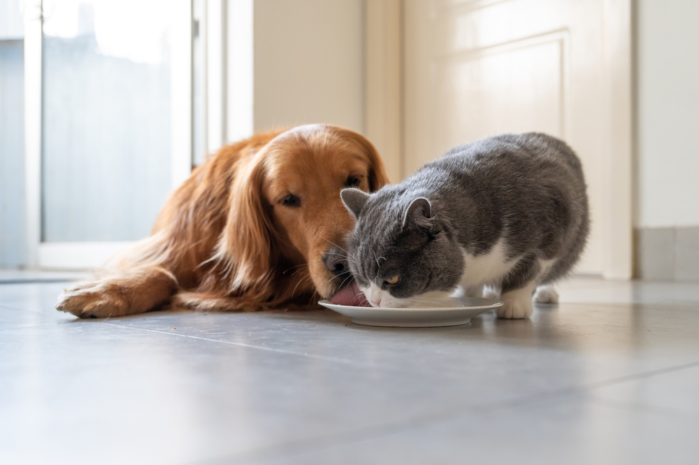 Pet Nutrition Myths
