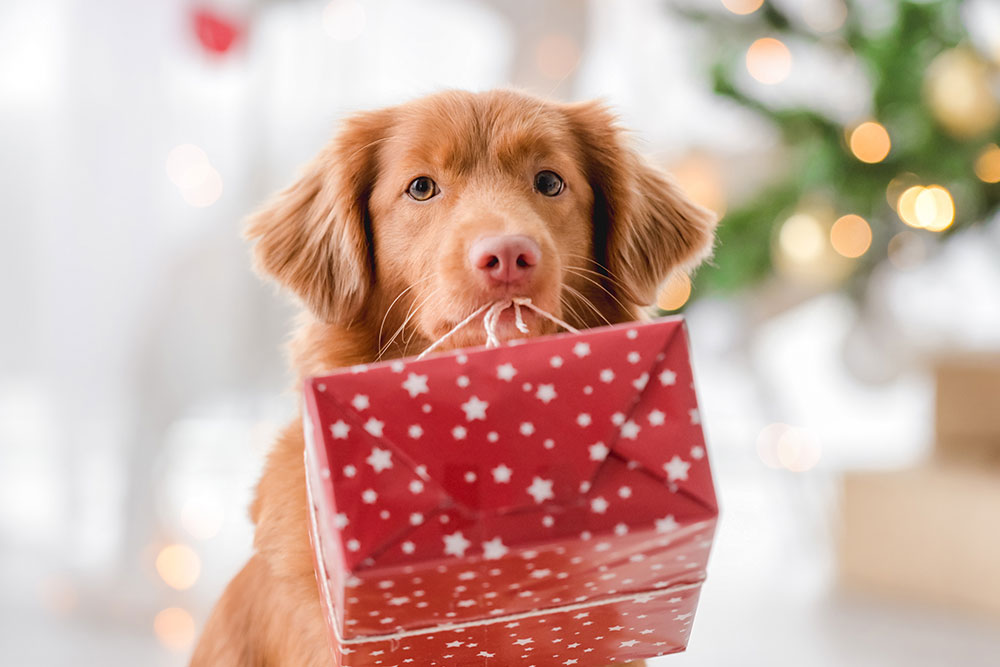 Pet-Safe Holiday Gifts