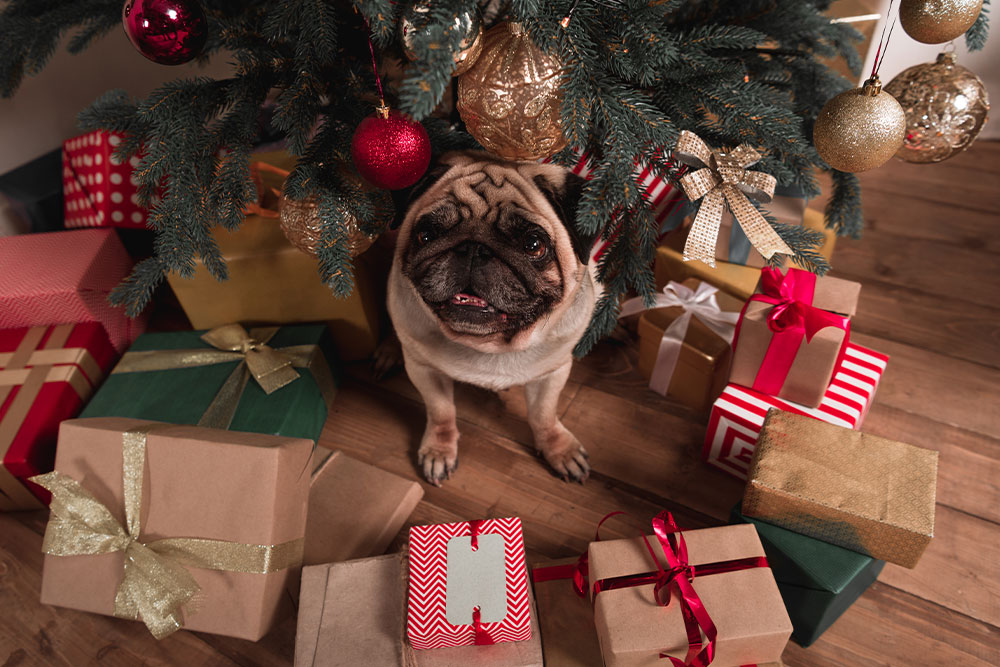 Pet-Safe Holiday Gifts