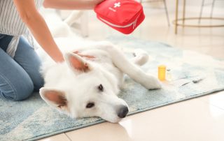 Pet Emergencies