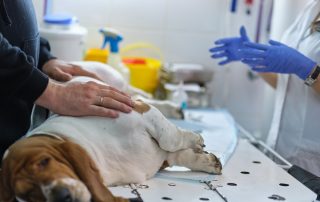 Canine Surgery Recovery