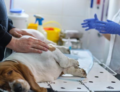 Understanding Pyometra: Protecting Your Pet from a Silent Threat