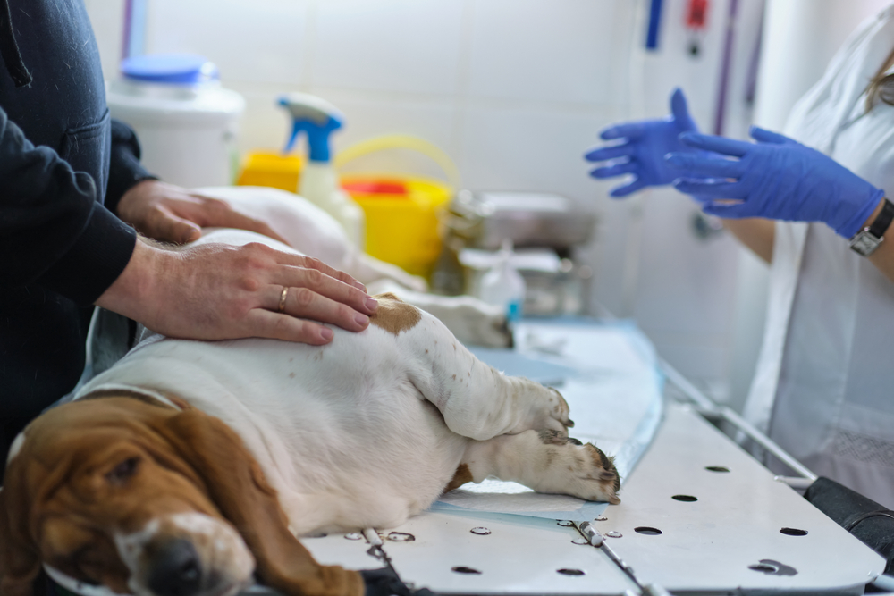 Canine Surgery Recovery