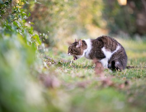Common Causes of Vomiting in Cats and When to Call the Vet