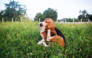 Veterinary Care for Flea Allergy Dermatitis