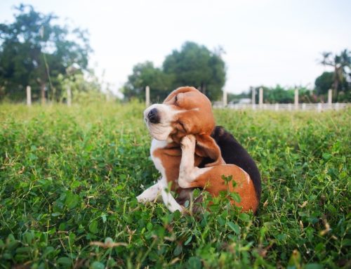 Unlock the Secrets to Happy, Itch-Free Pets: Understanding Flea Allergy Dermatitis