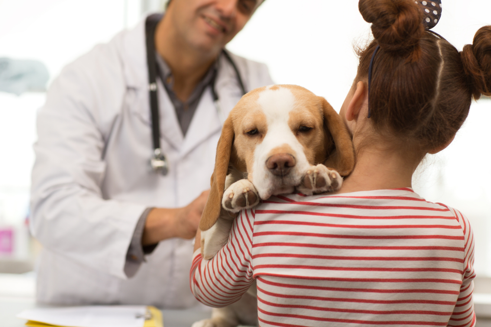 Veterinary Care for Flea Allergy Dermatitis
