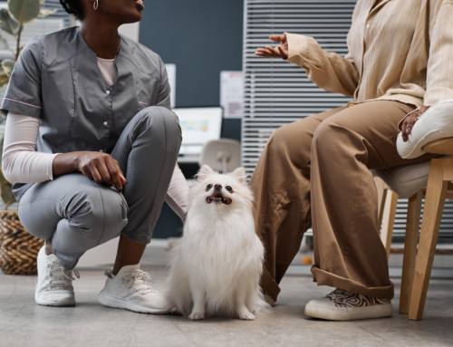 Daily Habits of Successful Veterinarians and Vet Techs