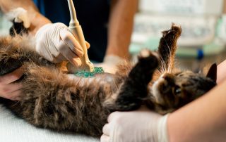 Body Removal Surgery in Pets