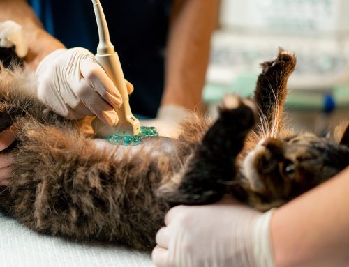 Foreign Body Removal Surgery in Pets: Signs, Treatment, and Recovery