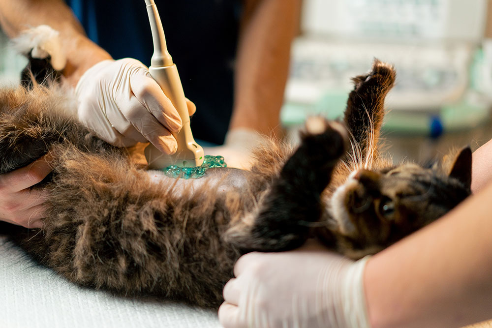 Body Removal Surgery in Pets