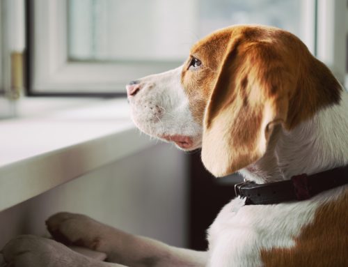 Resilience in Veterinary Medicine: Overcoming Tough Days in Practice