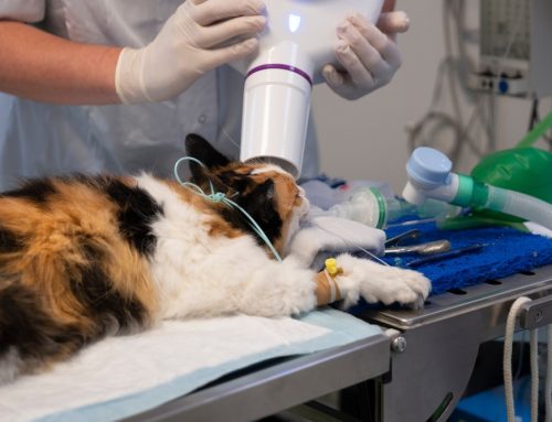 How Technology Is Changing the Day-to-Day Life of Veterinary Professionals