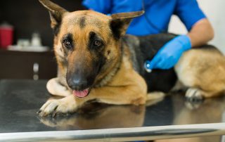 German Shepherd at Vet