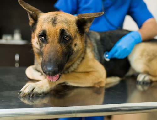 Keeping Your Senior Dog Healthy: Common Aging Diseases & Management