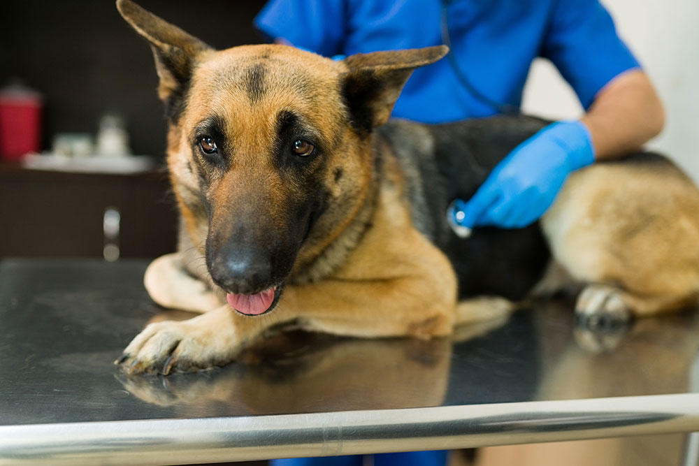 German Shepherd at Vet