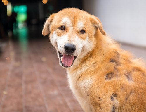 Why Is Your Pet Losing Hair? Causes & Solutions for Dogs & Cats