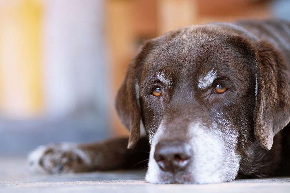 Senior Dog Care