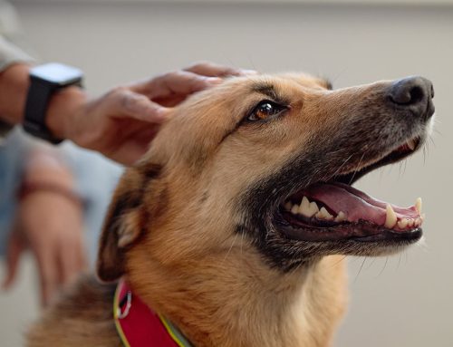 What Your Pet’s Breed Says About Their Health