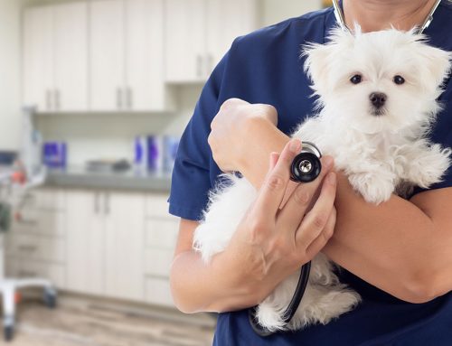 Finding Fulfillment in Veterinary Medicine: Why Passion Matters