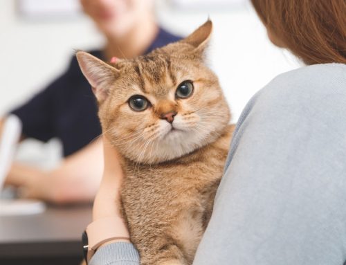 Thriving in Veterinary Medicine: 5 Daily Habits for a Fulfilling Career